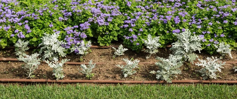 Drip irrigation system in a landscape bed in New Smyrna Beach, FL.