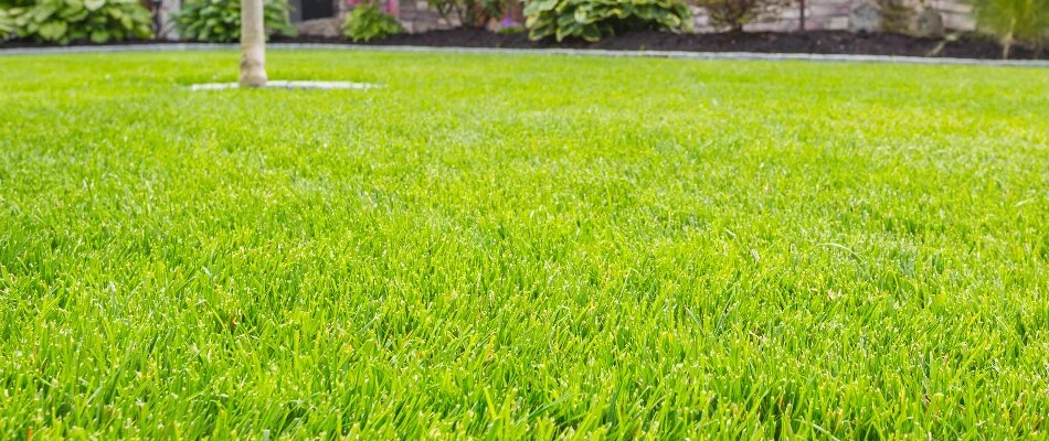 Lush healthy grass blades in West DeLand, FL.