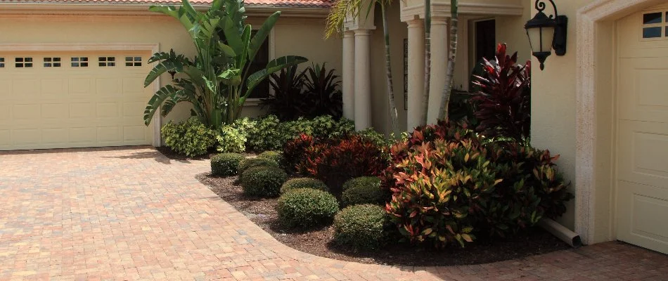 Tropical trees and shrubs in West DeLand, FL, by a driveway.