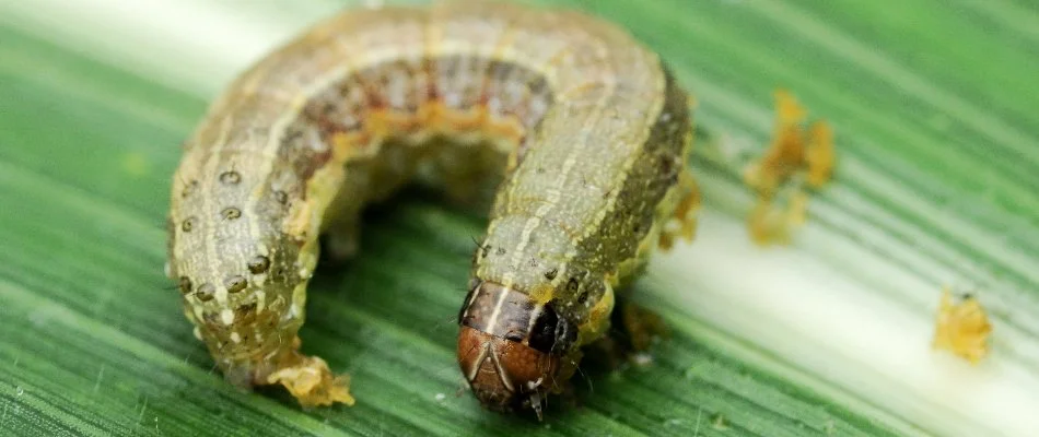 Armyworm chewing on a blade of grass.