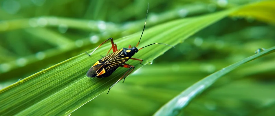 A chinch bug on a blade of grass in Florida.