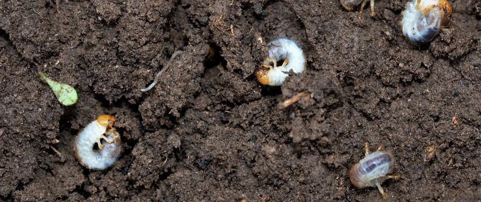 Four grubs in soil in Florida.