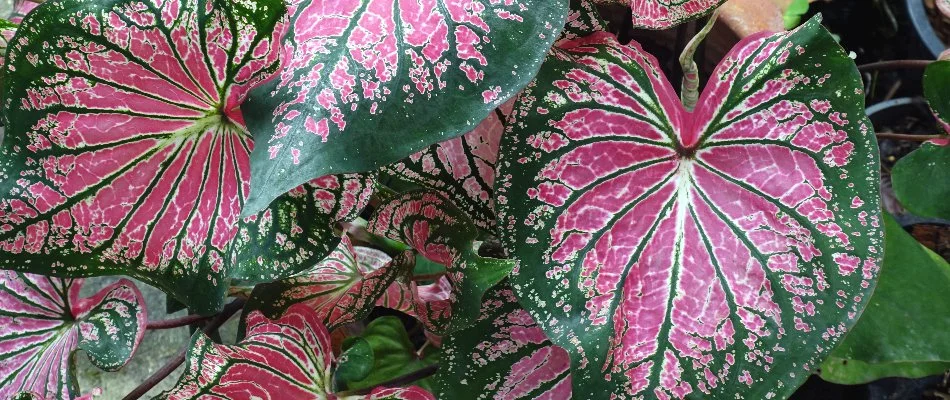 Pink and green caladiums in New Smyrna Beach, FL.