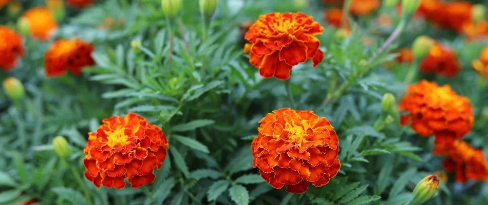 Marigolds planted in garden in New Smyrna Beach, FL.