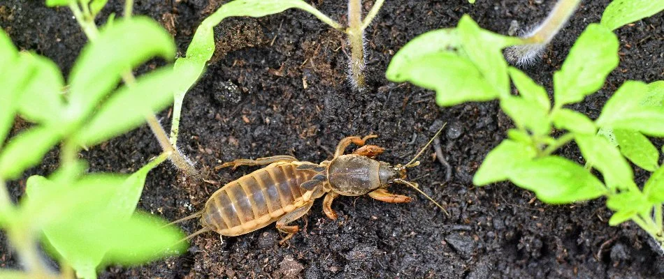 A mole cricket in a vegetation bed in Florida.