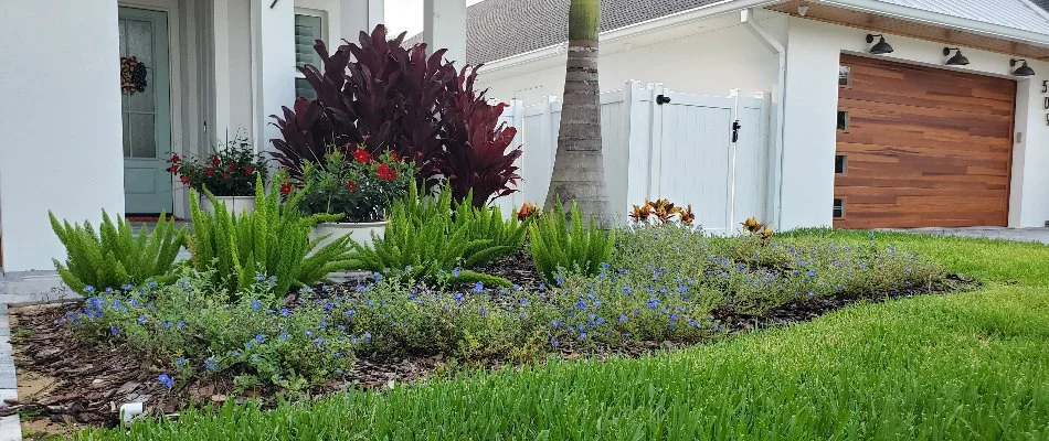 Shrubs and tree trunk in mulch landscape bed in front of a house in New Smyrna Beach, FL.