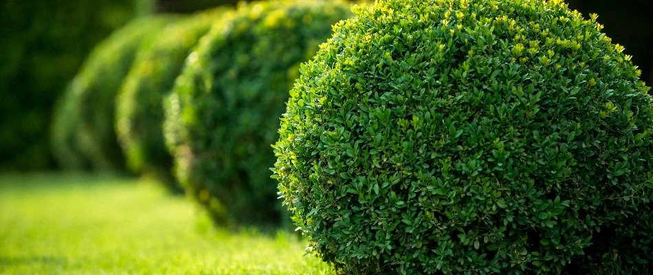 Shrubs lined up on a lawn in New Smyrna Beach, FL, trimmed into spheres.