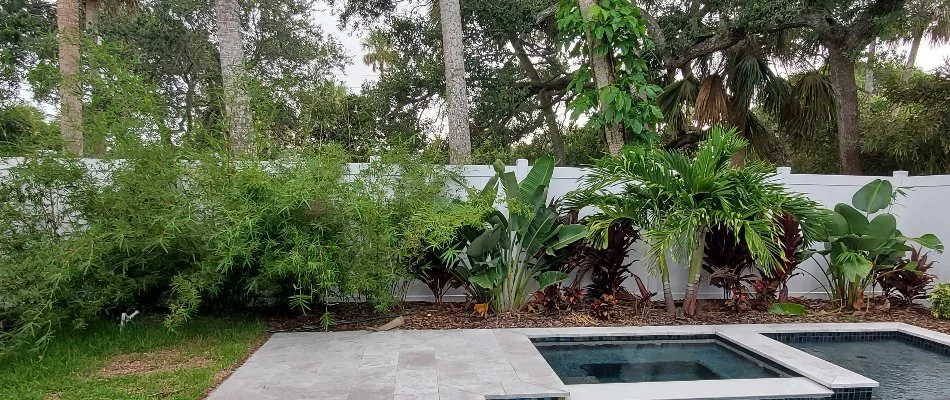 Shrubs and trees in New Smyrna Beach, FL, in a mulch landscape bed near a pool.