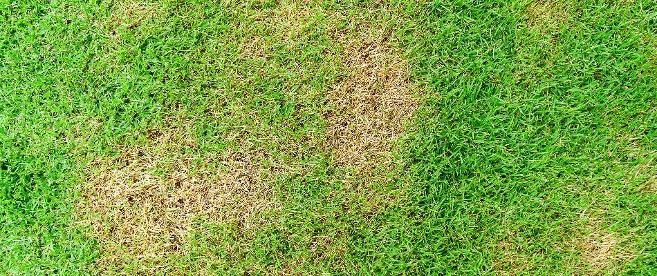 Patchy lawn showing green and brown grass in New Smyrna Beach, FL.