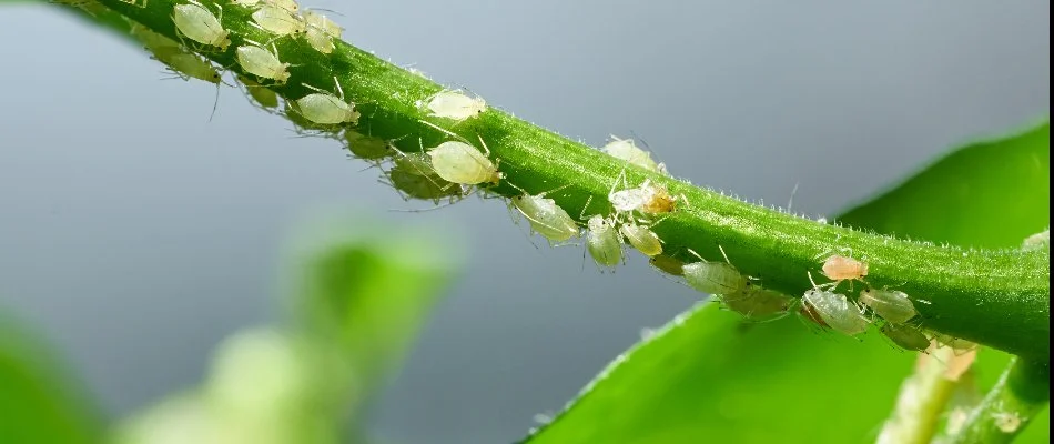 Aphids on a plant in New Smyrna Beach, FL.