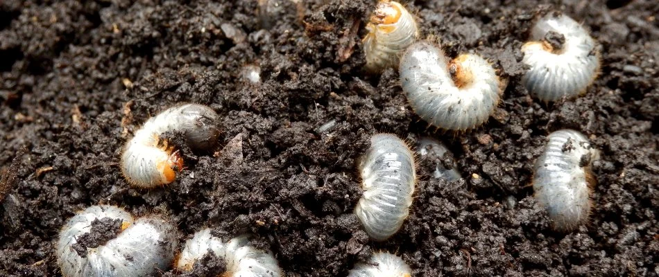 Group of grubs on top of soil.