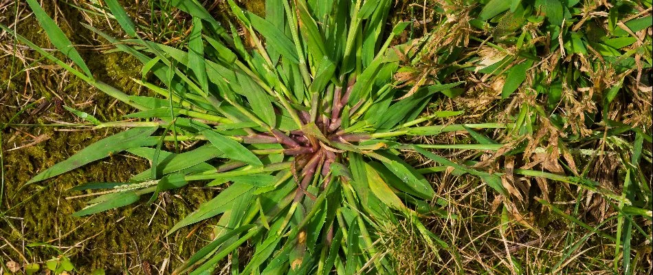 Crabgrass weed on a lawn in New Smyrna Beach, FL.