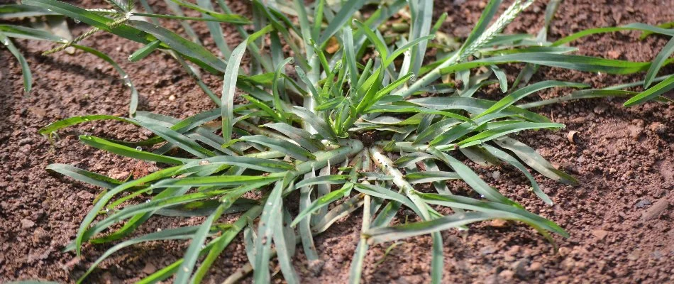 Close-up of invasive grass weed in soil in New Smyrna Beach, FL.